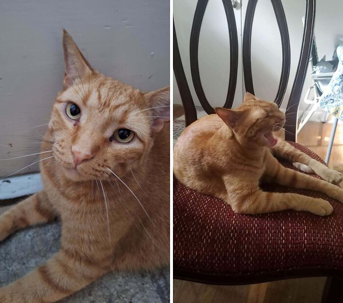 77 Cat Owners Share Their Pets’ Most Majestic Photos Next To Their Least Flattering, And It’s Hilarious 77 Cat Owners Share Their Pets’ Most Majestic Photos Next To Their Least Flattering, And It’s Hilarious