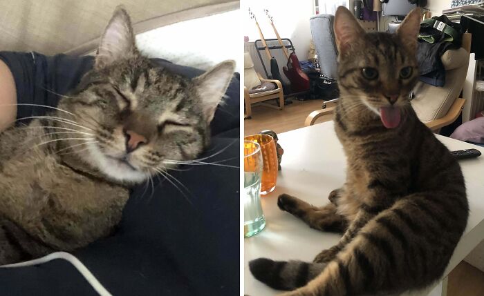 77 Cat Owners Share Their Pets’ Most Majestic Photos Next To Their Least Flattering, And It’s Hilarious 77 Cat Owners Share Their Pets’ Most Majestic Photos Next To Their Least Flattering, And It’s Hilarious