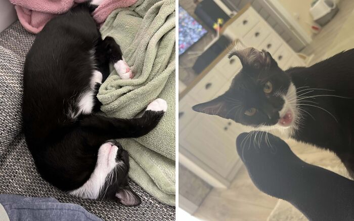 77 Cat Owners Share Their Pets’ Most Majestic Photos Next To Their Least Flattering, And It’s Hilarious 77 Cat Owners Share Their Pets’ Most Majestic Photos Next To Their Least Flattering, And It’s Hilarious