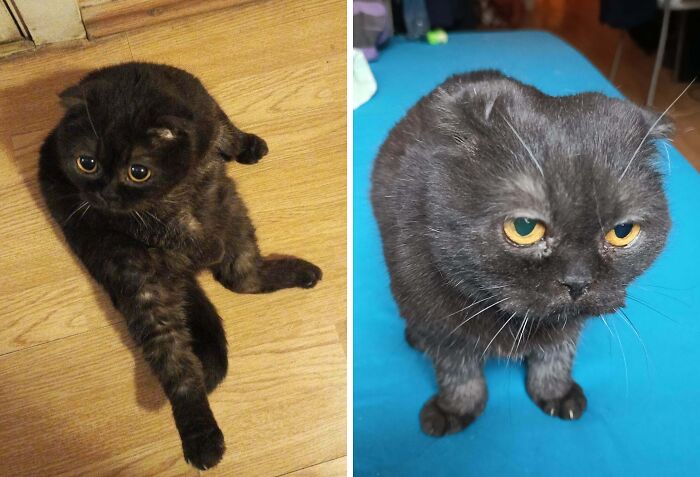 77 Cat Owners Share Their Pets’ Most Majestic Photos Next To Their Least Flattering, And It’s Hilarious 77 Cat Owners Share Their Pets’ Most Majestic Photos Next To Their Least Flattering, And It’s Hilarious