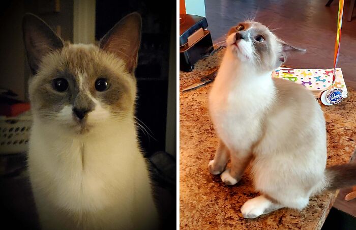 77 Cat Owners Share Their Pets’ Most Majestic Photos Next To Their Least Flattering, And It’s Hilarious 77 Cat Owners Share Their Pets’ Most Majestic Photos Next To Their Least Flattering, And It’s Hilarious