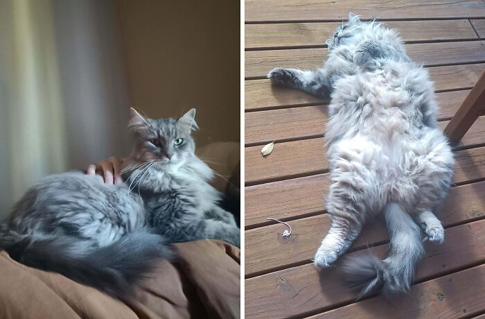 77 Cat Owners Share Their Pets’ Most Majestic Photos Next To Their Least Flattering, And It’s Hilarious 77 Cat Owners Share Their Pets’ Most Majestic Photos Next To Their Least Flattering, And It’s Hilarious