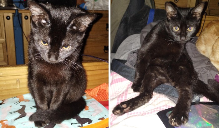 77 Cat Owners Share Their Pets’ Most Majestic Photos Next To Their Least Flattering, And It’s Hilarious 77 Cat Owners Share Their Pets’ Most Majestic Photos Next To Their Least Flattering, And It’s Hilarious