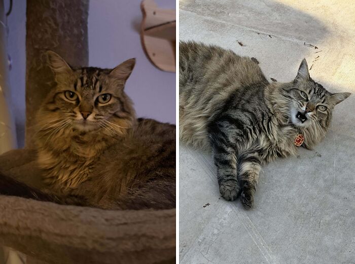 77 Cat Owners Share Their Pets’ Most Majestic Photos Next To Their Least Flattering, And It’s Hilarious 77 Cat Owners Share Their Pets’ Most Majestic Photos Next To Their Least Flattering, And It’s Hilarious