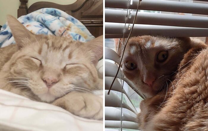 77 Cat Owners Share Their Pets’ Most Majestic Photos Next To Their Least Flattering, And It’s Hilarious 77 Cat Owners Share Their Pets’ Most Majestic Photos Next To Their Least Flattering, And It’s Hilarious