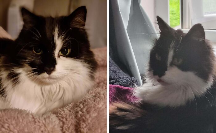 77 Cat Owners Share Their Pets’ Most Majestic Photos Next To Their Least Flattering, And It’s Hilarious 77 Cat Owners Share Their Pets’ Most Majestic Photos Next To Their Least Flattering, And It’s Hilarious