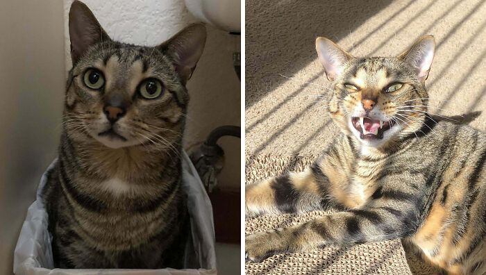 77 Cat Owners Share Their Pets’ Most Majestic Photos Next To Their Least Flattering, And It’s Hilarious 77 Cat Owners Share Their Pets’ Most Majestic Photos Next To Their Least Flattering, And It’s Hilarious