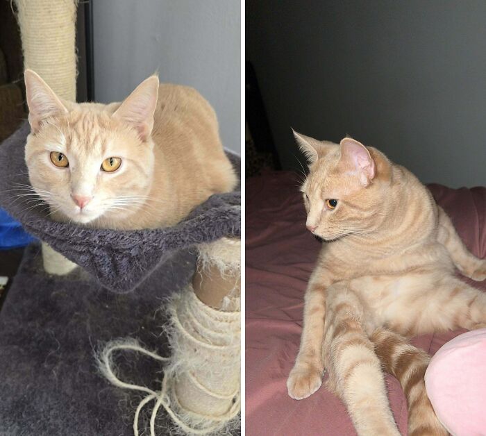 77 Cat Owners Share Their Pets’ Most Majestic Photos Next To Their Least Flattering, And It’s Hilarious 77 Cat Owners Share Their Pets’ Most Majestic Photos Next To Their Least Flattering, And It’s Hilarious