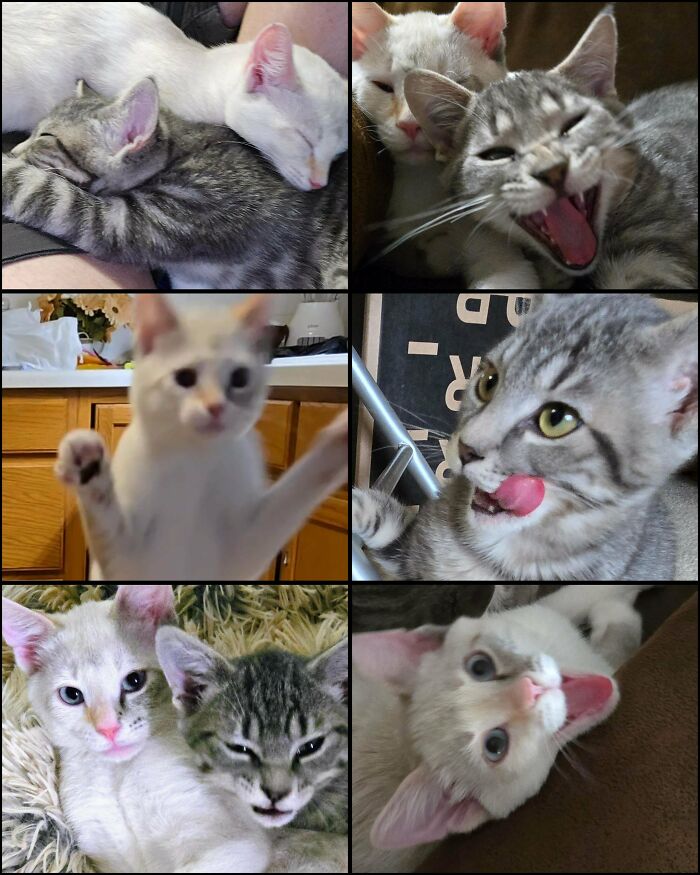 77 Cat Owners Share Their Pets’ Most Majestic Photos Next To Their Least Flattering, And It’s Hilarious 77 Cat Owners Share Their Pets’ Most Majestic Photos Next To Their Least Flattering, And It’s Hilarious