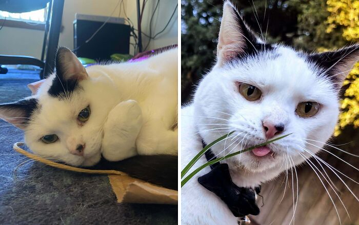 77 Cat Owners Share Their Pets’ Most Majestic Photos Next To Their Least Flattering, And It’s Hilarious 77 Cat Owners Share Their Pets’ Most Majestic Photos Next To Their Least Flattering, And It’s Hilarious