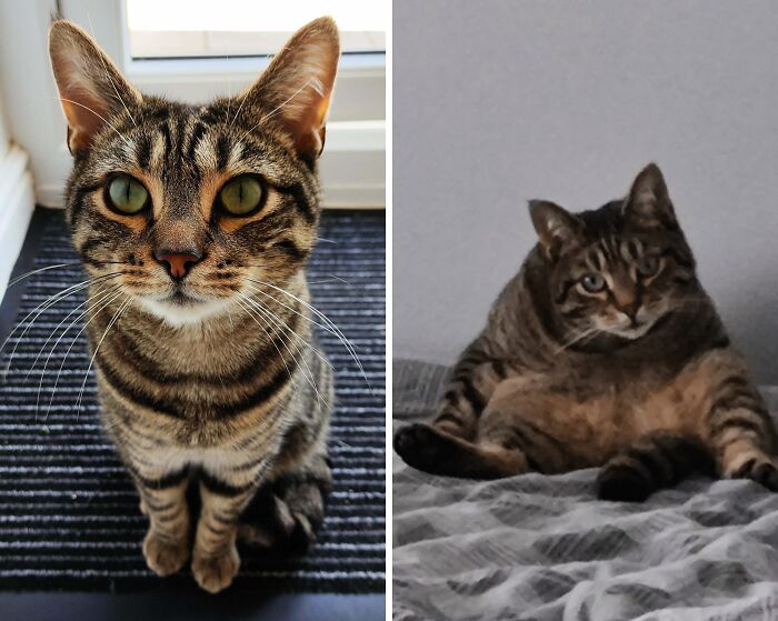 77 Cat Owners Share Their Pets’ Most Majestic Photos Next To Their Least Flattering, And It’s Hilarious 77 Cat Owners Share Their Pets’ Most Majestic Photos Next To Their Least Flattering, And It’s Hilarious