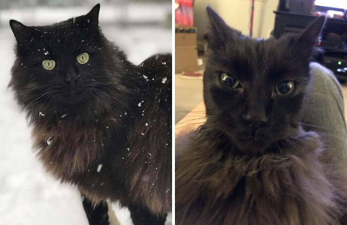 77 Cat Owners Share Their Pets’ Most Majestic Photos Next To Their Least Flattering, And It’s Hilarious 77 Cat Owners Share Their Pets’ Most Majestic Photos Next To Their Least Flattering, And It’s Hilarious