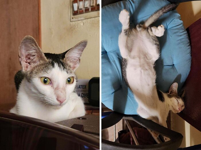 77 Cat Owners Share Their Pets’ Most Majestic Photos Next To Their Least Flattering, And It’s Hilarious 77 Cat Owners Share Their Pets’ Most Majestic Photos Next To Their Least Flattering, And It’s Hilarious
