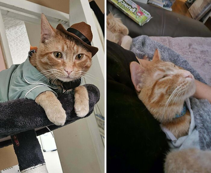 77 Cat Owners Share Their Pets’ Most Majestic Photos Next To Their Least Flattering, And It’s Hilarious 77 Cat Owners Share Their Pets’ Most Majestic Photos Next To Their Least Flattering, And It’s Hilarious