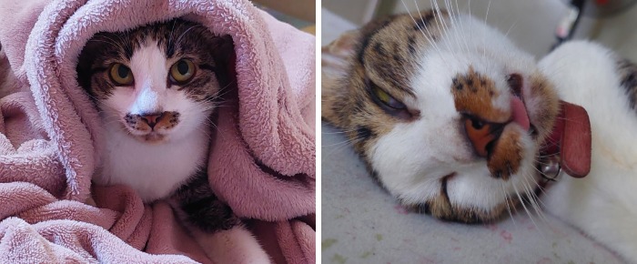77 Cat Owners Share Their Pets’ Most Majestic Photos Next To Their Least Flattering, And It’s Hilarious 77 Cat Owners Share Their Pets’ Most Majestic Photos Next To Their Least Flattering, And It’s Hilarious