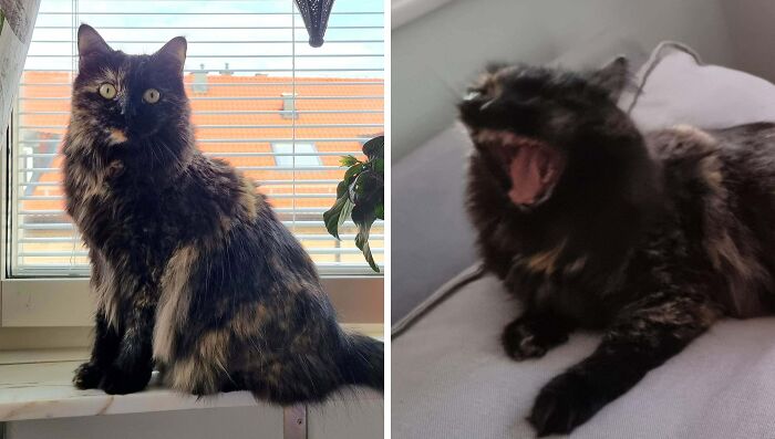 77 Cat Owners Share Their Pets’ Most Majestic Photos Next To Their Least Flattering, And It’s Hilarious 77 Cat Owners Share Their Pets’ Most Majestic Photos Next To Their Least Flattering, And It’s Hilarious