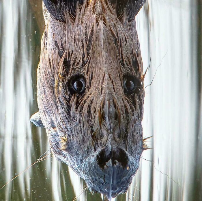 80 Photos Confusing The Eye In The Best Way, And Their Explanations Make Them Even More Amusing 80 Photos Confusing The Eye In The Best Way, And Their Explanations Make Them Even More Amusing