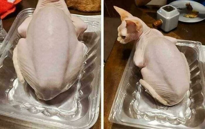80 Photos Confusing The Eye In The Best Way, And Their Explanations Make Them Even More Amusing 80 Photos Confusing The Eye In The Best Way, And Their Explanations Make Them Even More Amusing