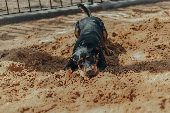 Dog Goes Viral After Owner Reveals The Enormous Underground Home She Dug All By Herself