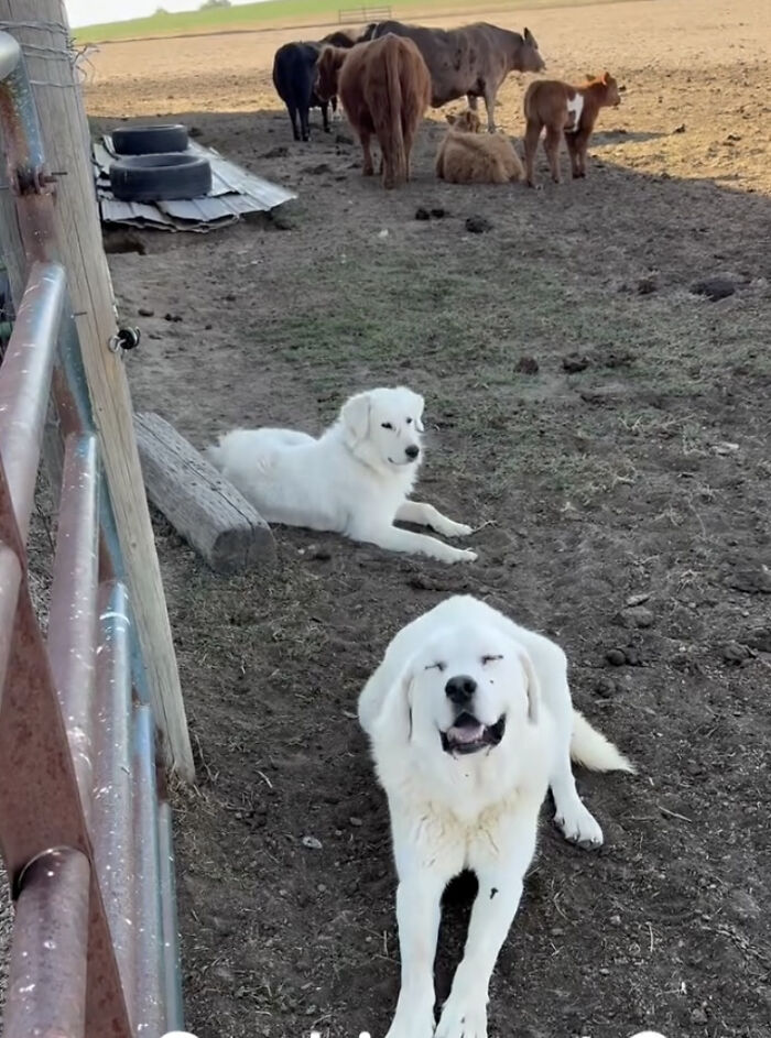 Dog Goes Viral After Owner Reveals The Enormous Underground Home She Dug All By Herself