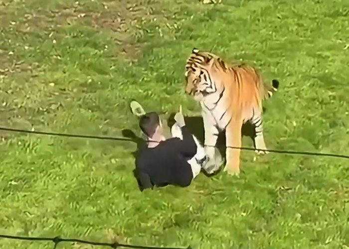 After His Mom’s Chilling Posts, Former Child Actor’s Cause Of Passing In Tiger Attack Revealed After His Mom’s Chilling Posts, Former Child Actor’s Cause Of Passing In Tiger Attack Revealed