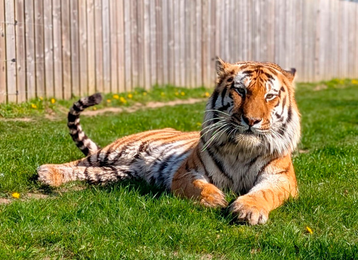 After His Mom’s Chilling Posts, Former Child Actor’s Cause Of Passing In Tiger Attack Revealed After His Mom’s Chilling Posts, Former Child Actor’s Cause Of Passing In Tiger Attack Revealed