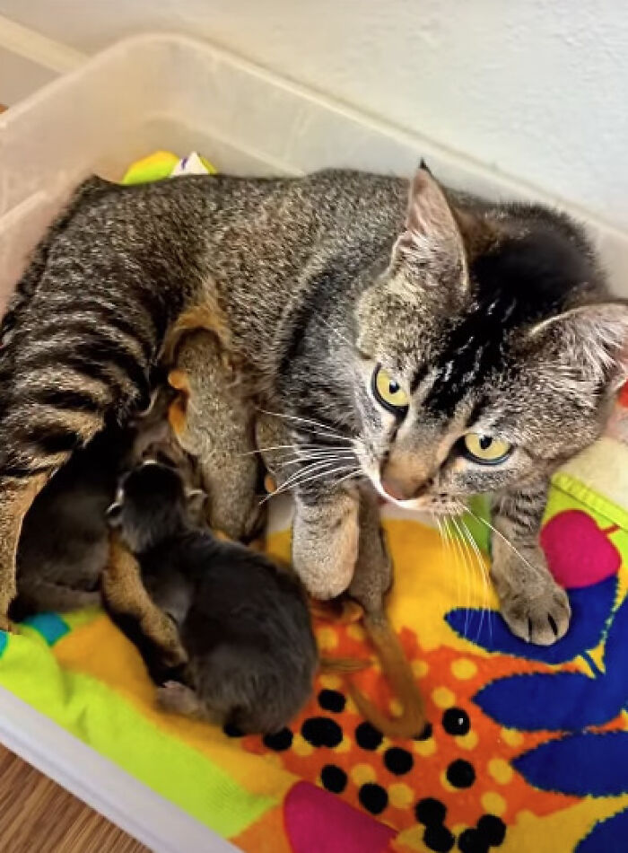 Mother Cat Who Lost Her Kittens Takes In Two Orphaned Baby Squirrels In A Heartwarming Viral Video Mother Cat Who Lost Her Kittens Takes In Two Orphaned Baby Squirrels In A Heartwarming Viral Video