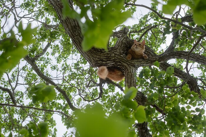Mother Cat Who Lost Her Kittens Takes In Two Orphaned Baby Squirrels In A Heartwarming Viral Video Mother Cat Who Lost Her Kittens Takes In Two Orphaned Baby Squirrels In A Heartwarming Viral Video