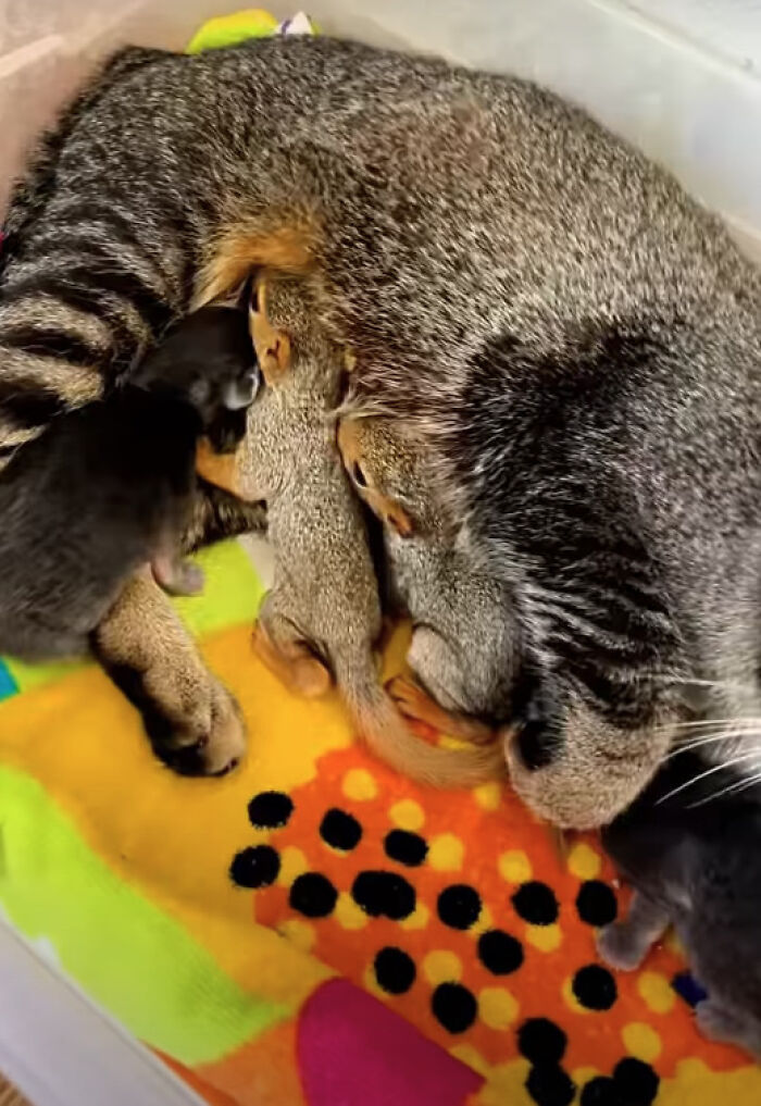 Mother Cat Who Lost Her Kittens Takes In Two Orphaned Baby Squirrels In A Heartwarming Viral Video Mother Cat Who Lost Her Kittens Takes In Two Orphaned Baby Squirrels In A Heartwarming Viral Video