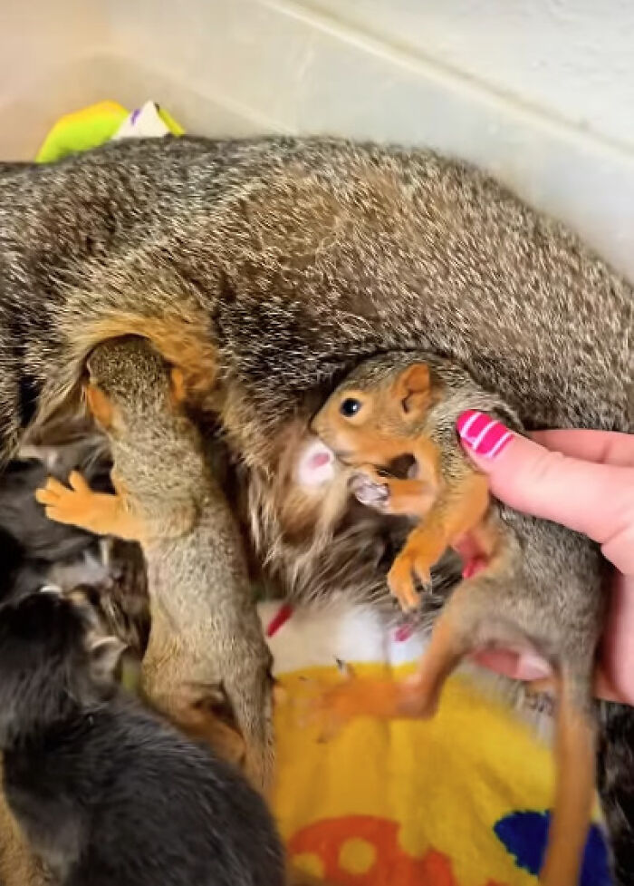 Mother Cat Who Lost Her Kittens Takes In Two Orphaned Baby Squirrels In A Heartwarming Viral Video Mother Cat Who Lost Her Kittens Takes In Two Orphaned Baby Squirrels In A Heartwarming Viral Video