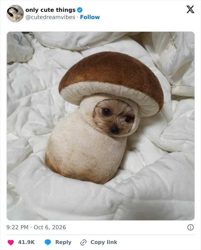 65 Adorable Posts That Might Restore Your Faith In The Little Things In Life