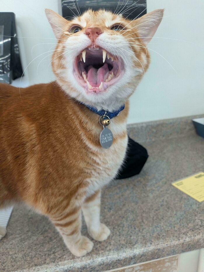 80 Hilarious Cats Caught Meowing Like Their Lives Depended On It (New Pics)