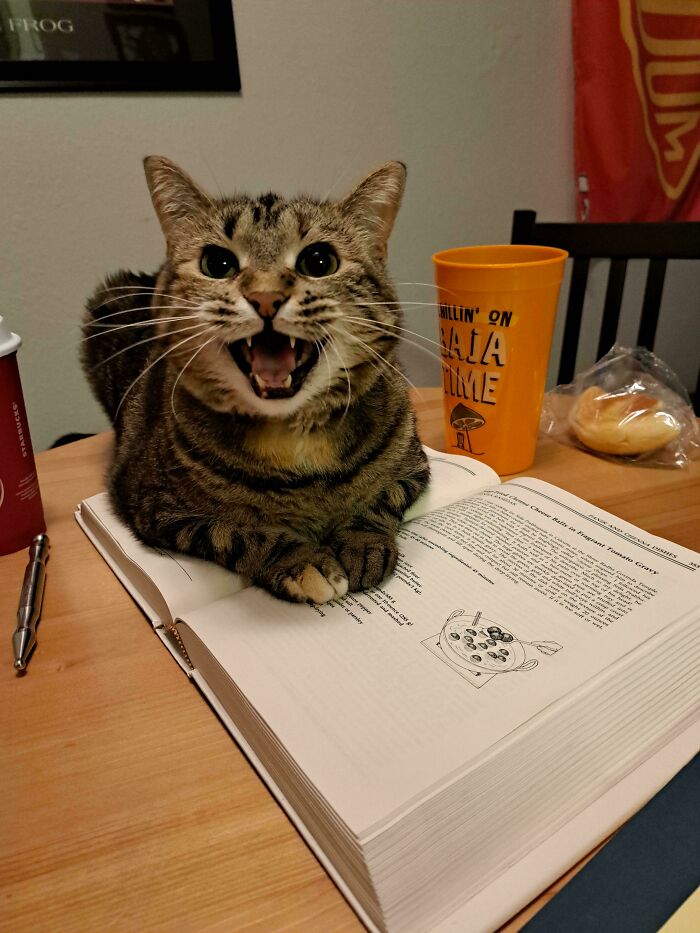80 Hilarious Cats Caught Meowing Like Their Lives Depended On It (New Pics)