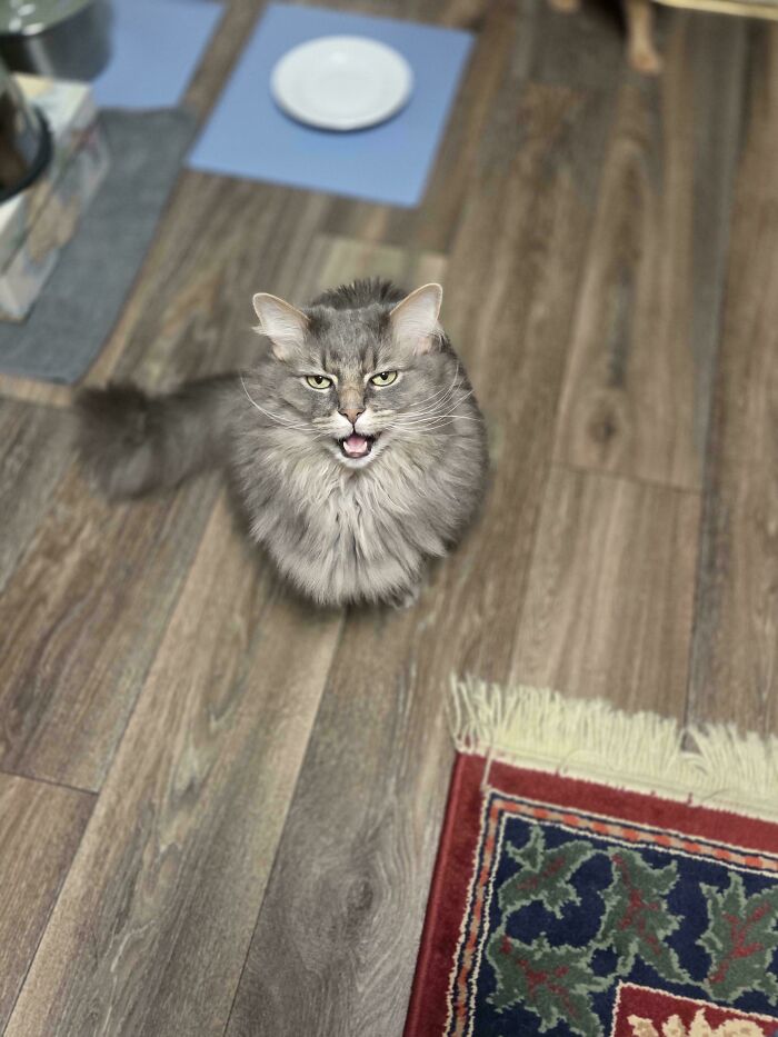 80 Hilarious Cats Caught Meowing Like Their Lives Depended On It (New Pics)