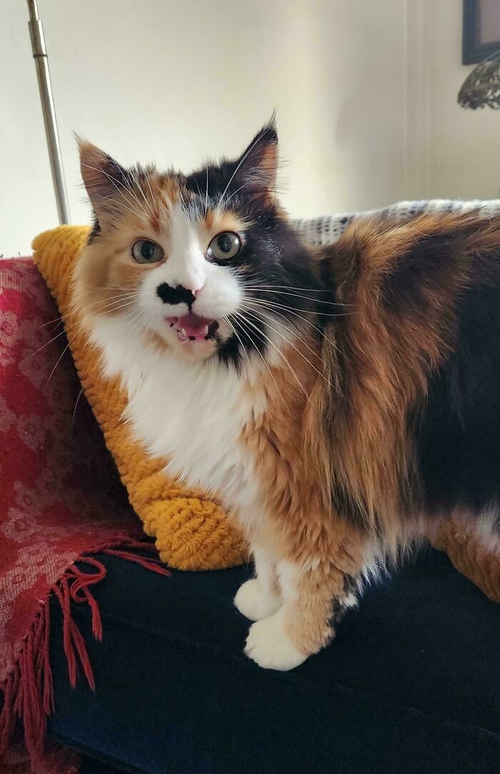 80 Hilarious Cats Caught Meowing Like Their Lives Depended On It (New Pics)