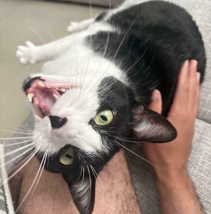 80 Hilarious Cats Caught Meowing Like Their Lives Depended On It (New Pics)