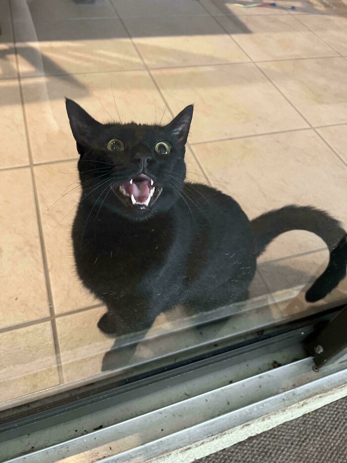 80 Hilarious Cats Caught Meowing Like Their Lives Depended On It (New Pics)