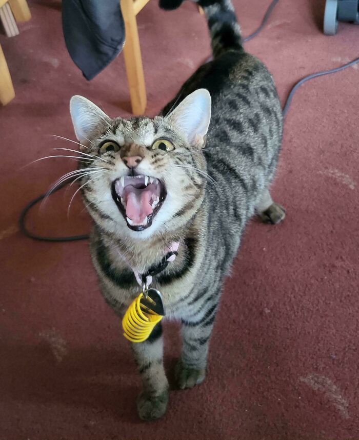 80 Hilarious Cats Caught Meowing Like Their Lives Depended On It (New Pics)