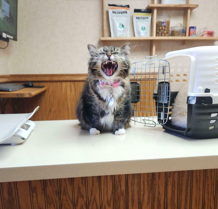80 Hilarious Cats Caught Meowing Like Their Lives Depended On It (New Pics)