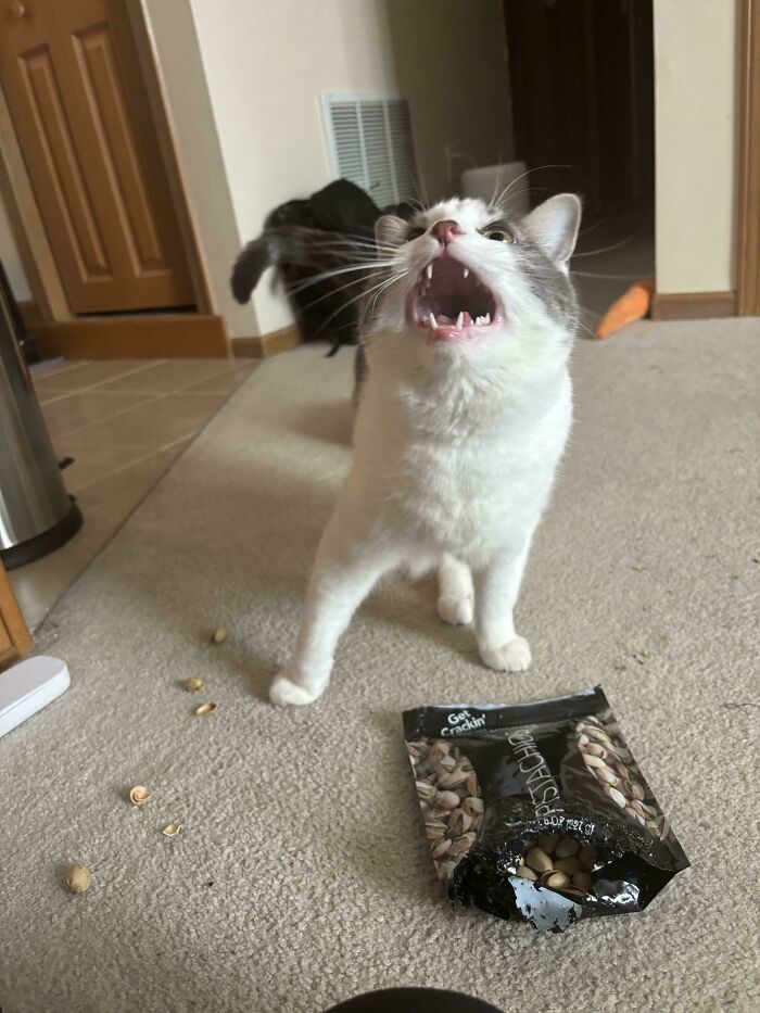 80 Hilarious Cats Caught Meowing Like Their Lives Depended On It (New Pics)