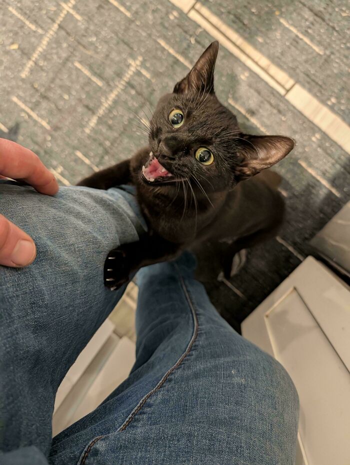80 Hilarious Cats Caught Meowing Like Their Lives Depended On It (New Pics)