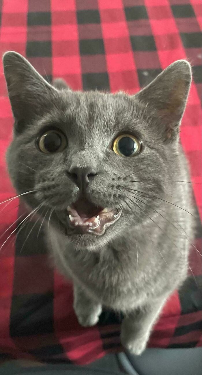 80 Hilarious Cats Caught Meowing Like Their Lives Depended On It (New Pics)