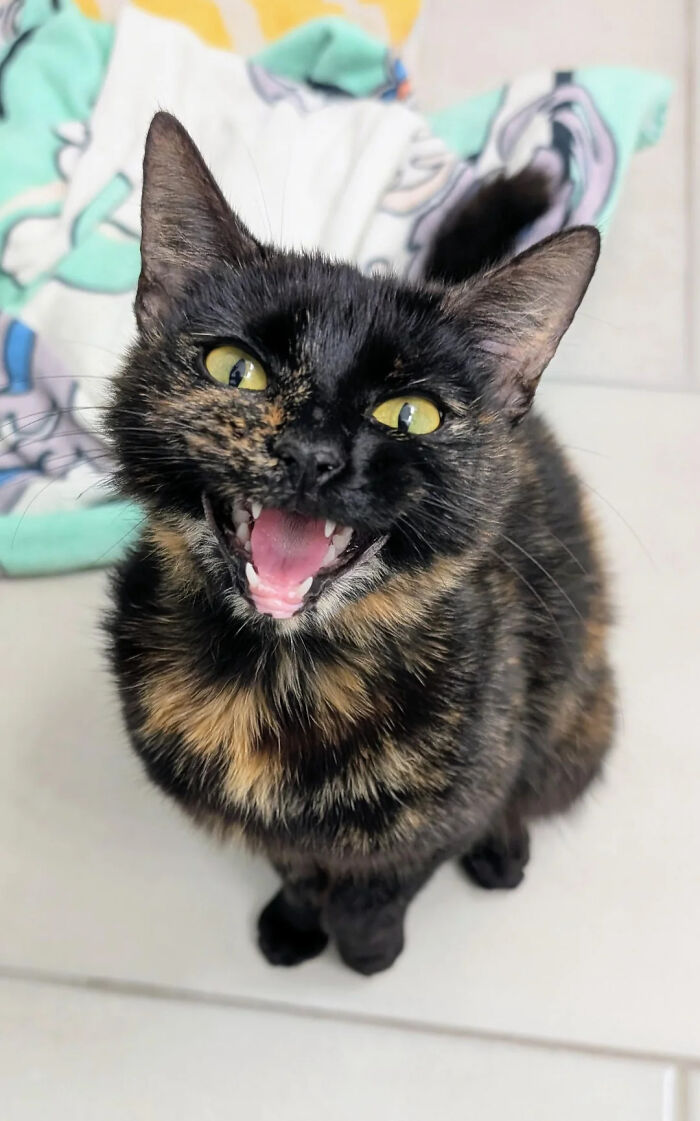 80 Hilarious Cats Caught Meowing Like Their Lives Depended On It (New Pics)