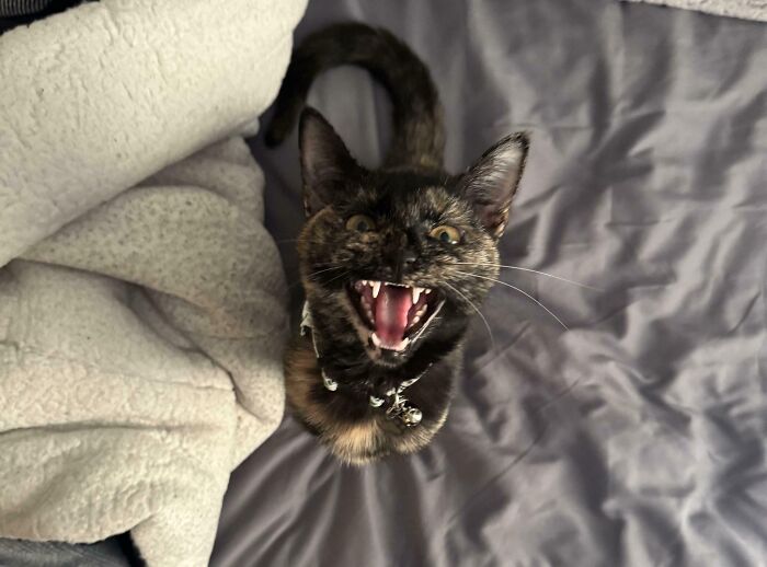 80 Hilarious Cats Caught Meowing Like Their Lives Depended On It (New Pics)