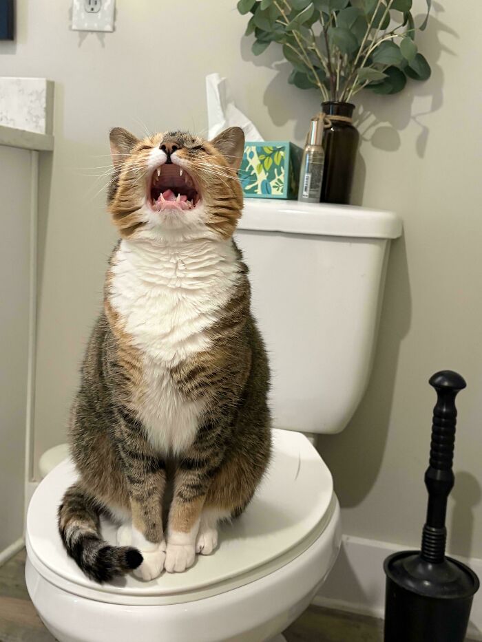 80 Hilarious Cats Caught Meowing Like Their Lives Depended On It (New Pics)