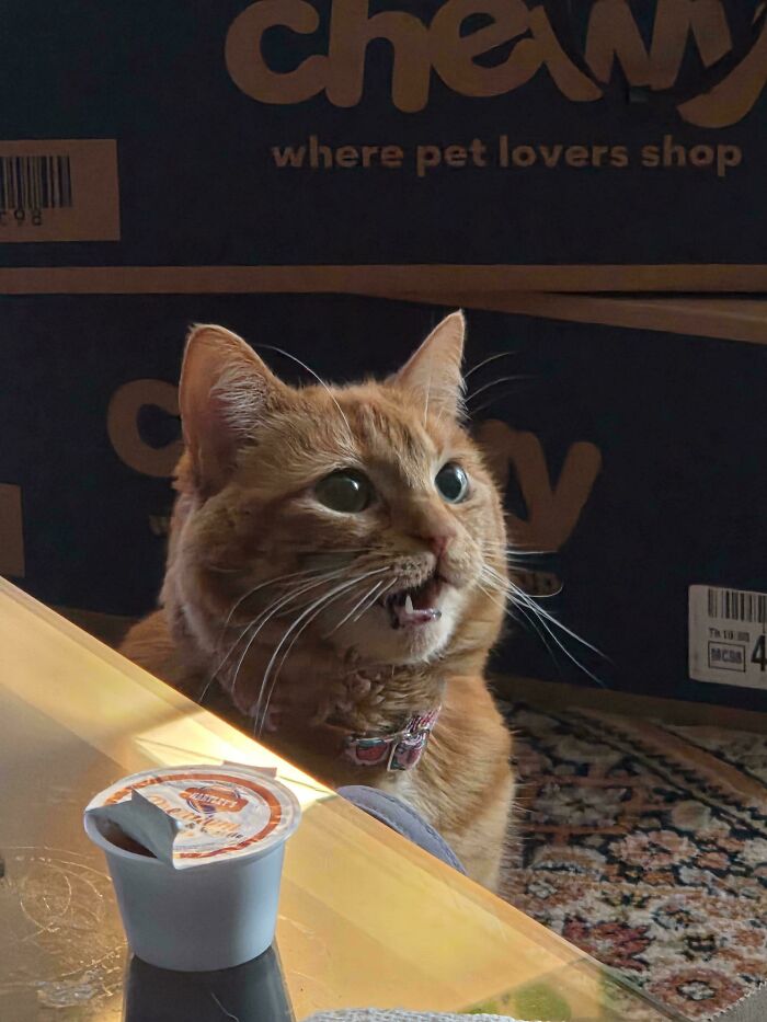 80 Hilarious Cats Caught Meowing Like Their Lives Depended On It (New Pics)