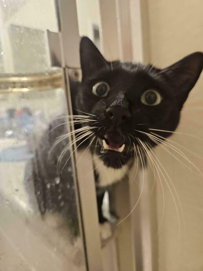 80 Hilarious Cats Caught Meowing Like Their Lives Depended On It (New Pics)
