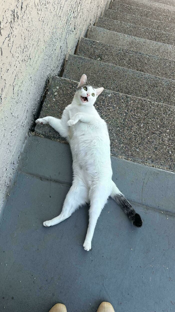 80 Hilarious Cats Caught Meowing Like Their Lives Depended On It (New Pics)