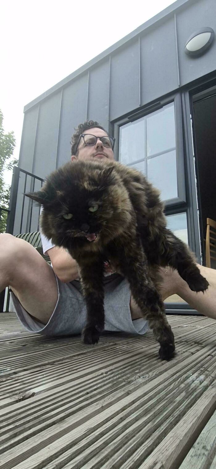 80 Hilarious Cats Caught Meowing Like Their Lives Depended On It (New Pics)