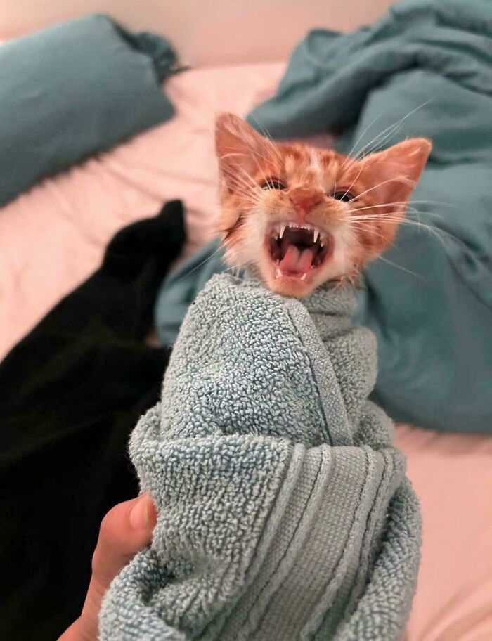 80 Hilarious Cats Caught Meowing Like Their Lives Depended On It (New Pics)